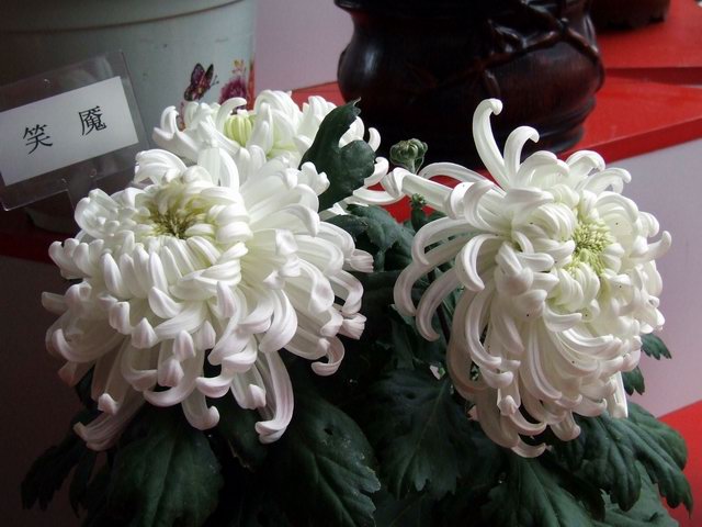 [ԭ��]������԰��--�ջ�ƪ