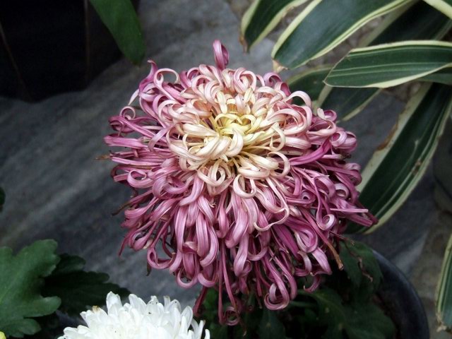 [ԭ��]������԰��--�ջ�ƪ