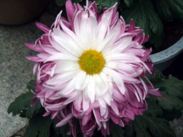 [ԭ��]������԰��--�ջ�ƪ