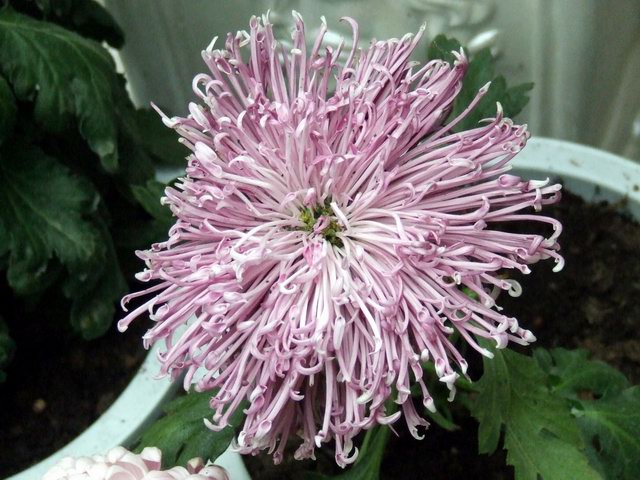 [ԭ��]������԰��--�ջ�ƪ