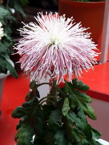 [ԭ��]������԰��--�ջ�ƪ