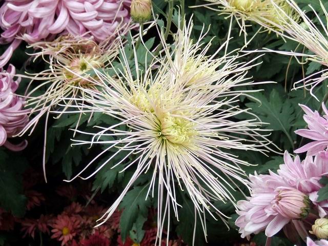 [ԭ��]������԰��--�ջ�ƪ