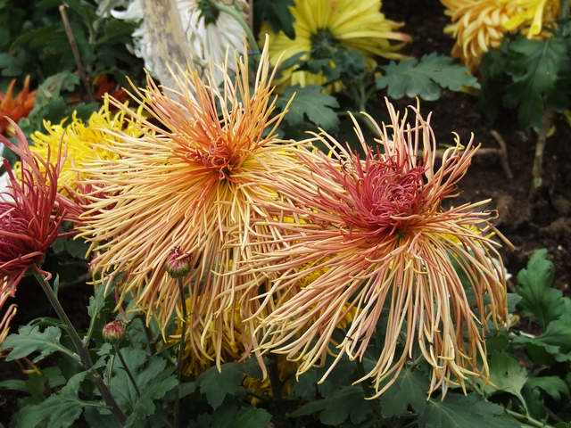 [ԭ��]������԰��--�ջ�ƪ