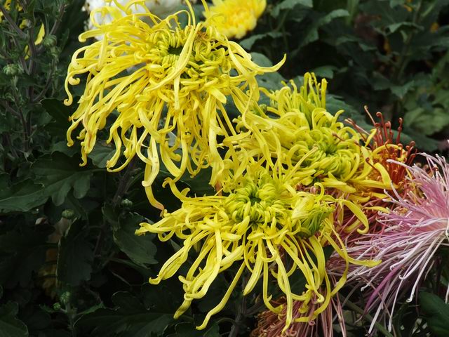 [ԭ��]������԰��--�ջ�ƪ