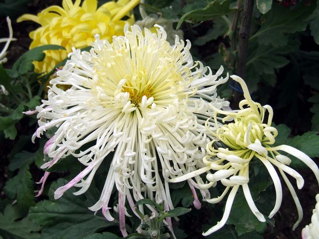 [ԭ��]������԰��--�ջ�ƪ