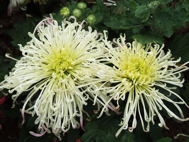 [ԭ��]������԰��--�ջ�ƪ