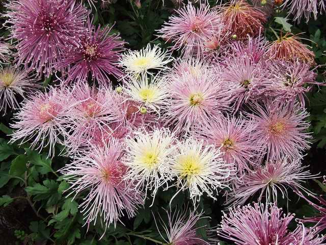 [ԭ��]������԰��--�ջ�ƪ