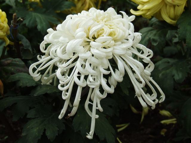 [ԭ��]������԰��--�ջ�ƪ