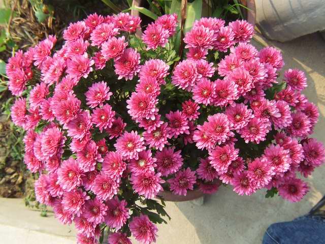 [ԭ��]������԰��--�ջ�ƪ