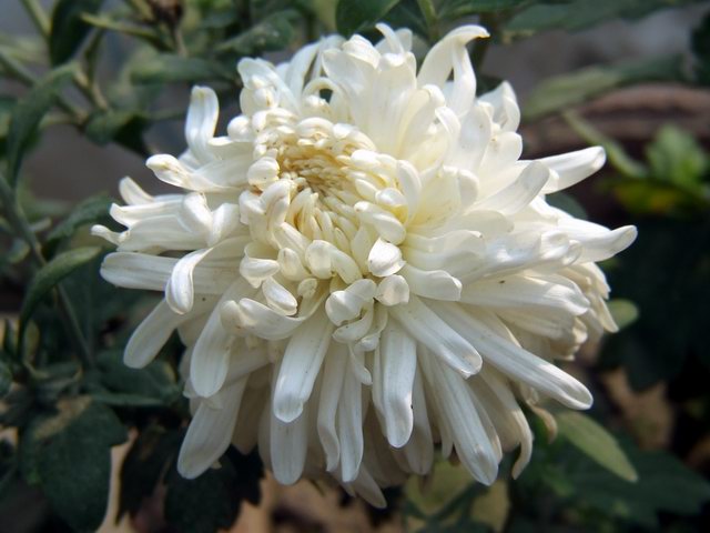 [ԭ��]������԰��--�ջ�ƪ