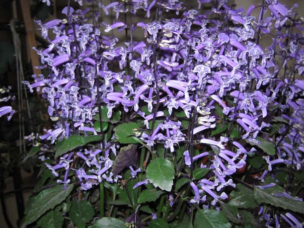 [��ͼ]��̨�����㱨(��������PP)