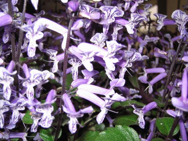 [��ͼ]��̨�����㱨(��������PP)