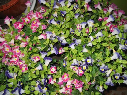 [��ͼ]��̨�����㱨(��������PP)