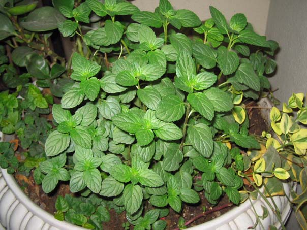 [��ͼ]��̨�����㱨(��������PP)