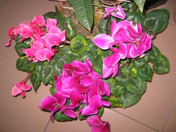 [��ͼ]��̨�����㱨(��������PP)