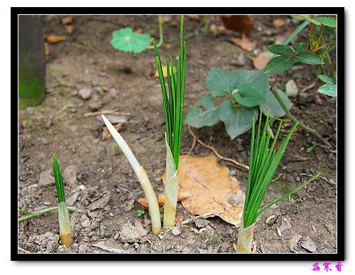 ������!�У�������ʼչҶ�Ĳغ컨