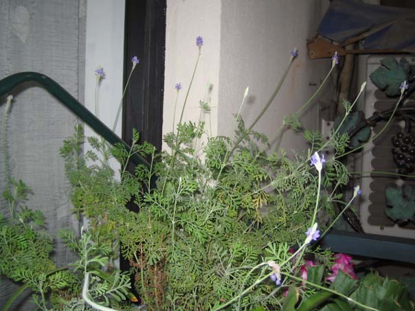 [��ͼ]��̨�����㱨(��������PP)