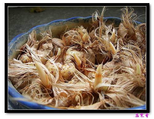 ������!�У�������ʼչҶ�Ĳغ컨