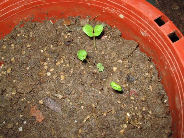 [��ͼ]��̨�����㱨(��������PP)