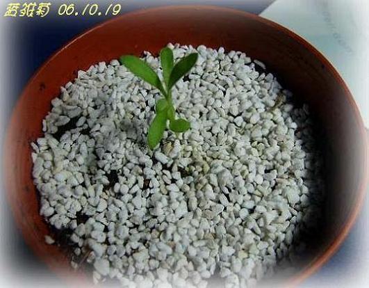 С�������ڳɳ���10/19��P15�����PP����