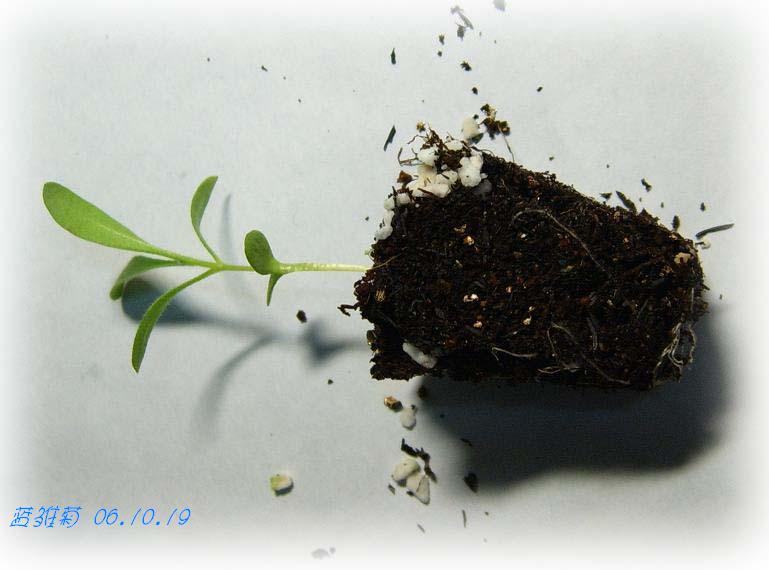 С�������ڳɳ���10/19��P15�����PP����