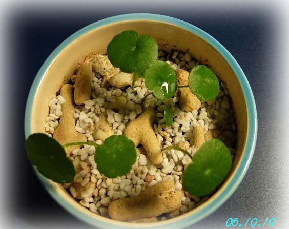 С�������ڳɳ���10/19��P15�����PP����