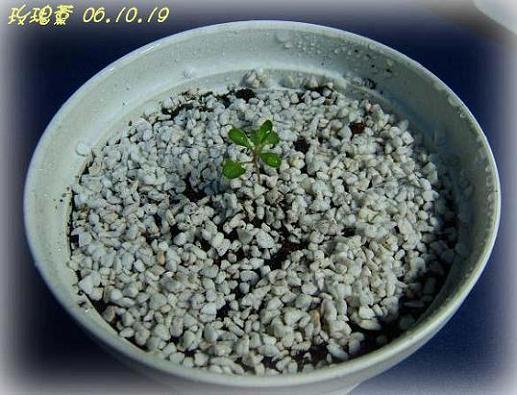 С�������ڳɳ���10/19��P15�����PP����