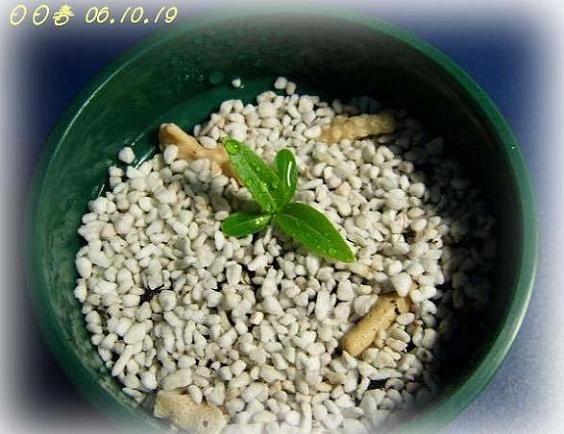 С�������ڳɳ���10/19��P15�����PP����