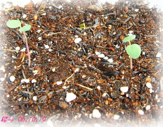 С�������ڳɳ���10/19��P15�����PP����