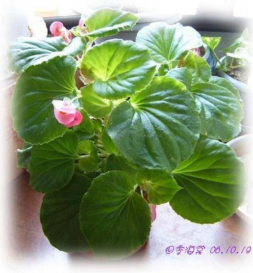 С�������ڳɳ���10/19��P15�����PP����