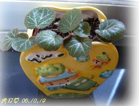 С�������ڳɳ���10/19��P15�����PP����