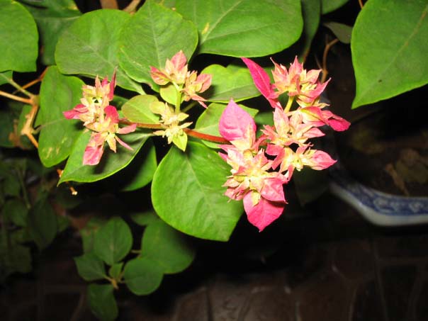 ������̨�ϵ�Ҷ�ӻ�������÷����P29��ͼ��