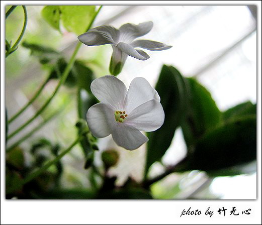 ����Ļ���~P8,�׻�������..