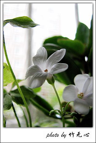 ����Ļ���~P8,�׻�������..