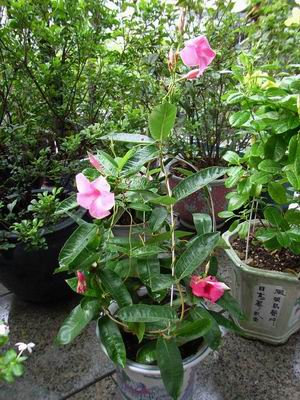 �������ļ���-Ʈ����