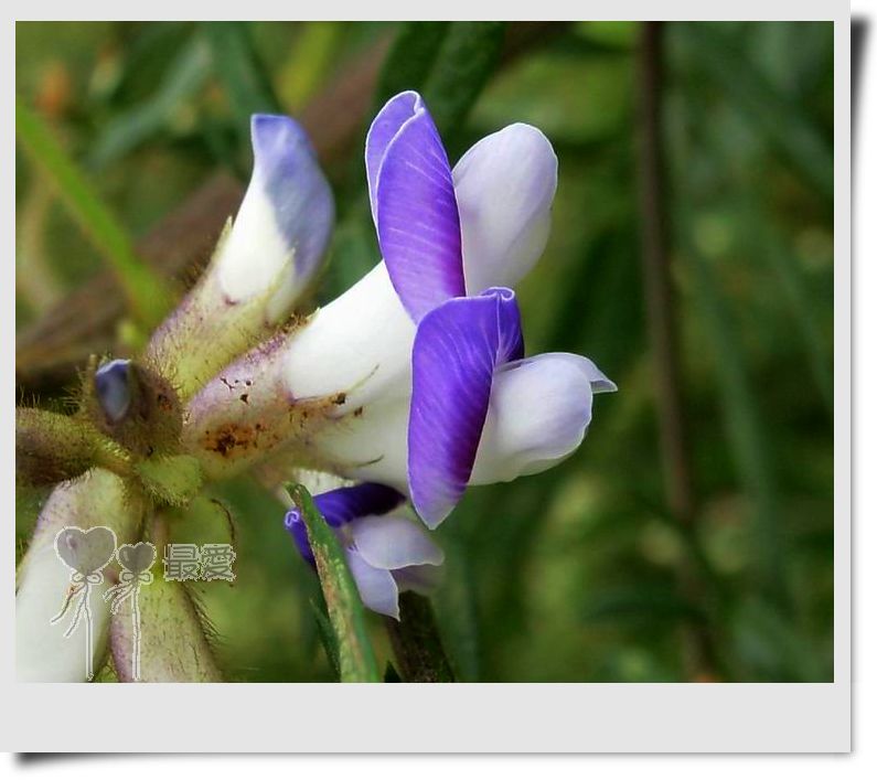 �Ұ�...���ڿ���ɽ�������·��