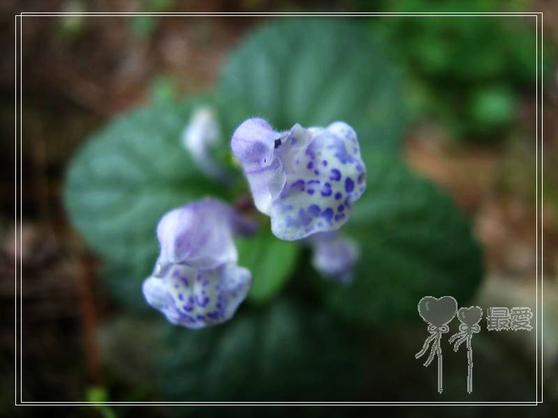 �Ұ�...���ڿ���ɽ�������·��