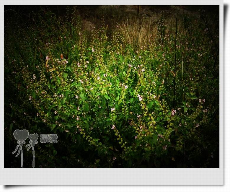 �Ұ�...���ڿ���ɽ�������·��