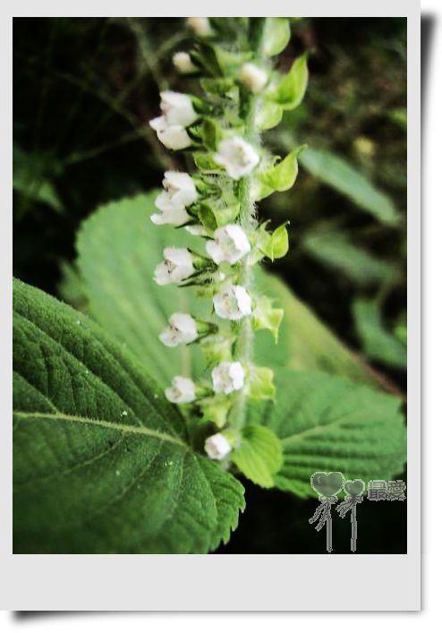 �Ұ�...���ڿ���ɽ�������·��