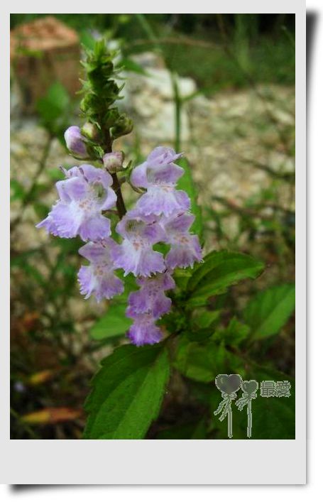 �Ұ�...���ڿ���ɽ�������·��