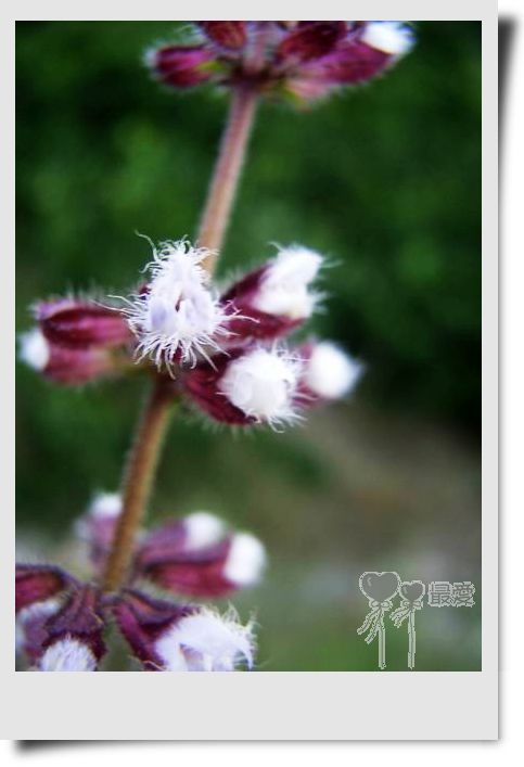 �Ұ�...���ڿ���ɽ�������·��