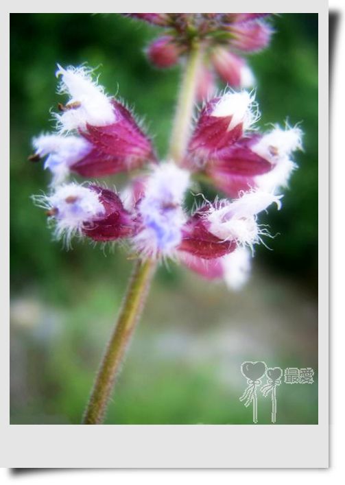 �Ұ�...���ڿ���ɽ�������·��