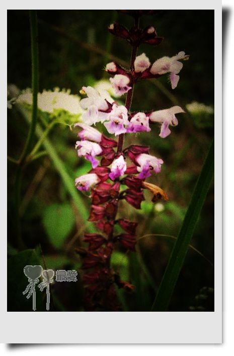 �Ұ�...���ڿ���ɽ�������·��