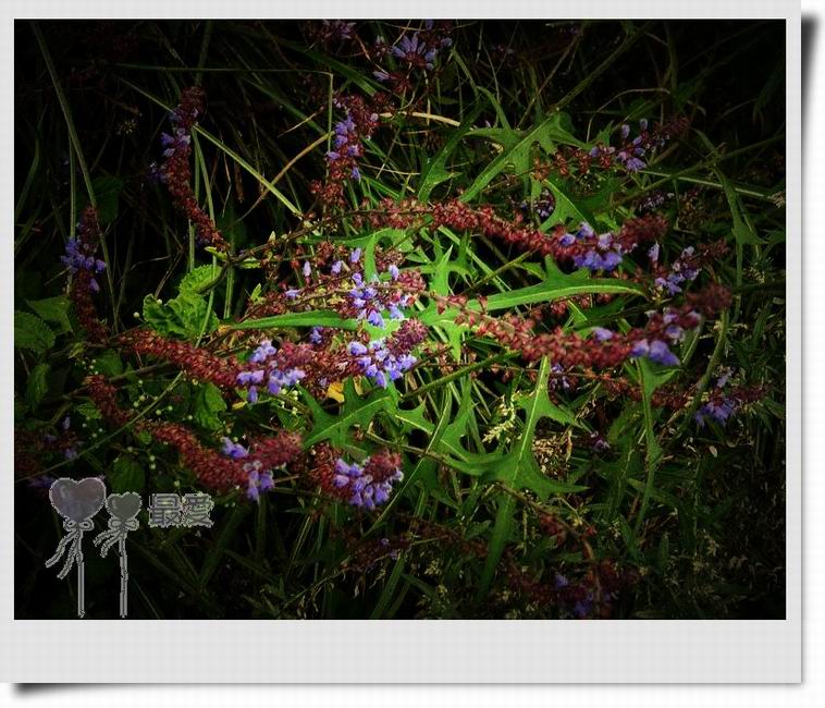 �Ұ�...���ڿ���ɽ�������·��