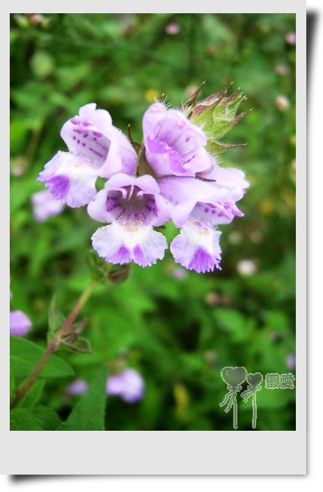 �Ұ�...���ڿ���ɽ�������·��