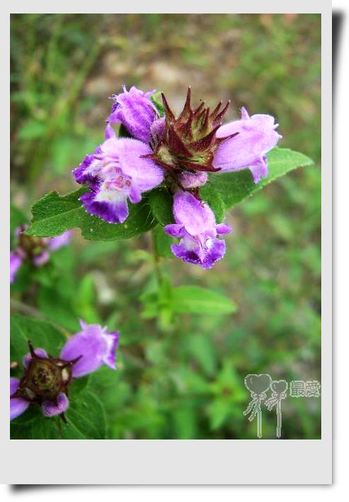 �Ұ�...���ڿ���ɽ�������·��