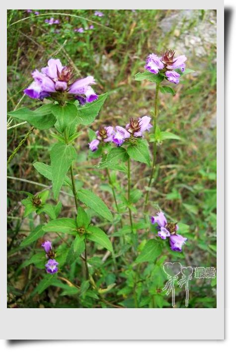 �Ұ�...���ڿ���ɽ�������·��