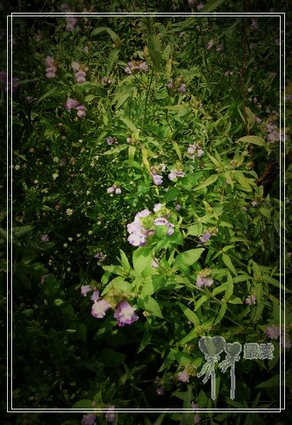 �Ұ�...���ڿ���ɽ�������·��