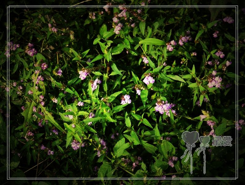 �Ұ�...���ڿ���ɽ�������·��