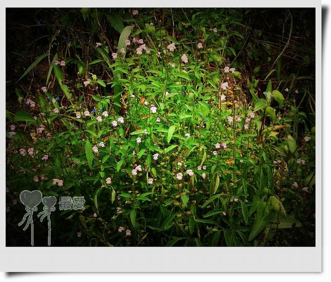 �Ұ�...���ڿ���ɽ�������·��